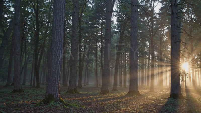 Pine Forest Morning